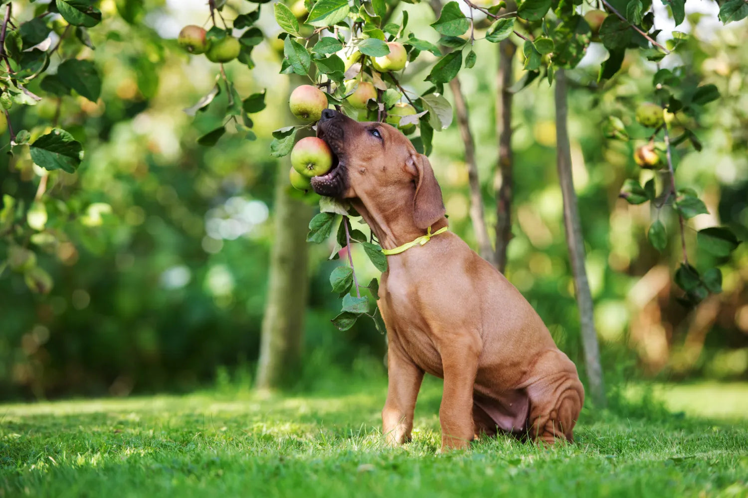 10 Healthy Dog Treats Your Pup Will Love