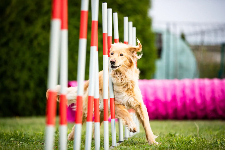 Agility Training for Dogs: Improve Your Pet’s Fitness and Mobility