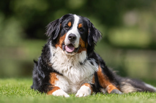 Large Fluffy Dog Breeds Guide