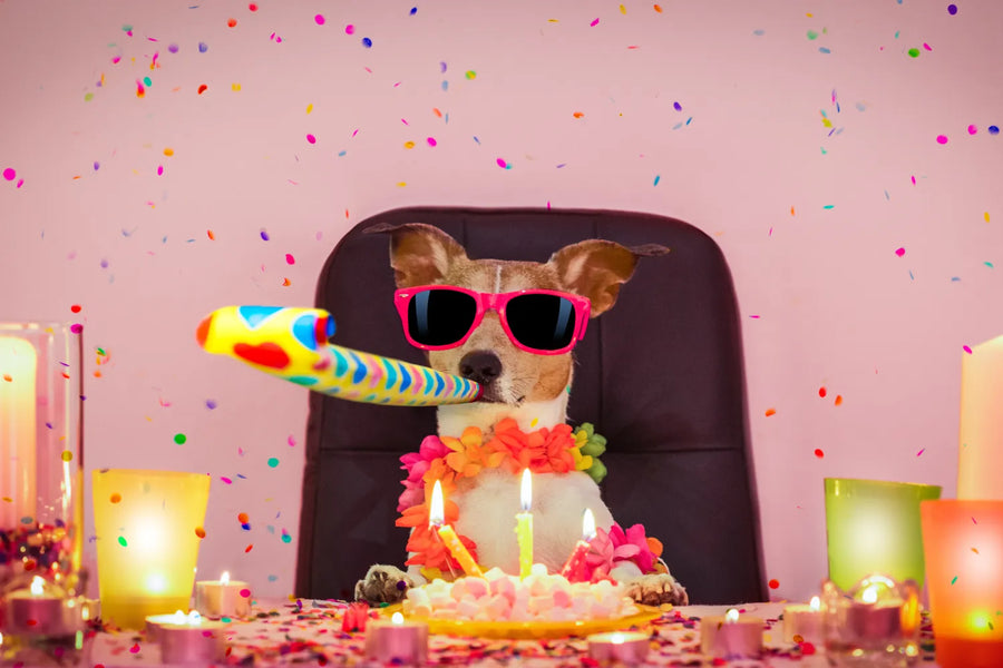 Fun and Creative Ideas for Celebrating Your Dog’s Birthday