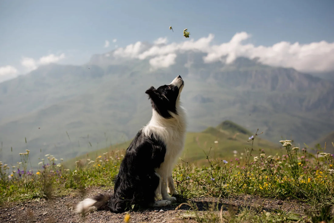 Herding Dog Breeds Guide: Smart, Active, and Loyal