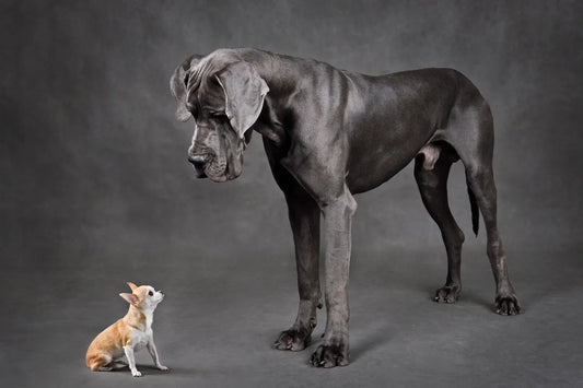 Large Dog Breeds 101: Gentle Giants You'll Adore