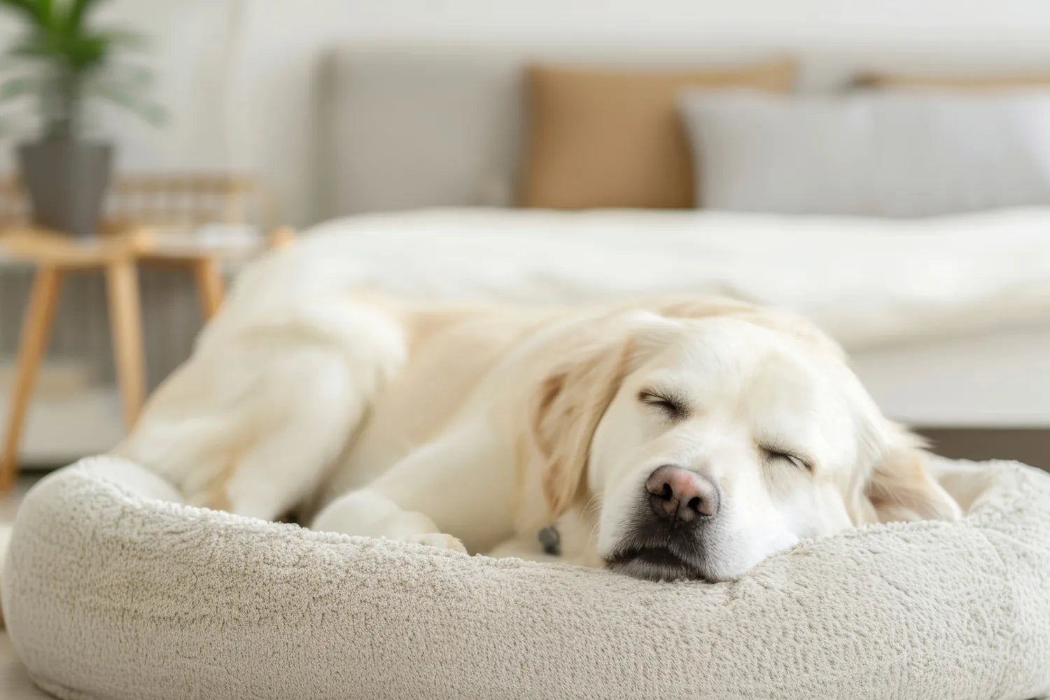 Orthopedic Dog Beds for Older or Large Dogs: Comfort Meets Quality