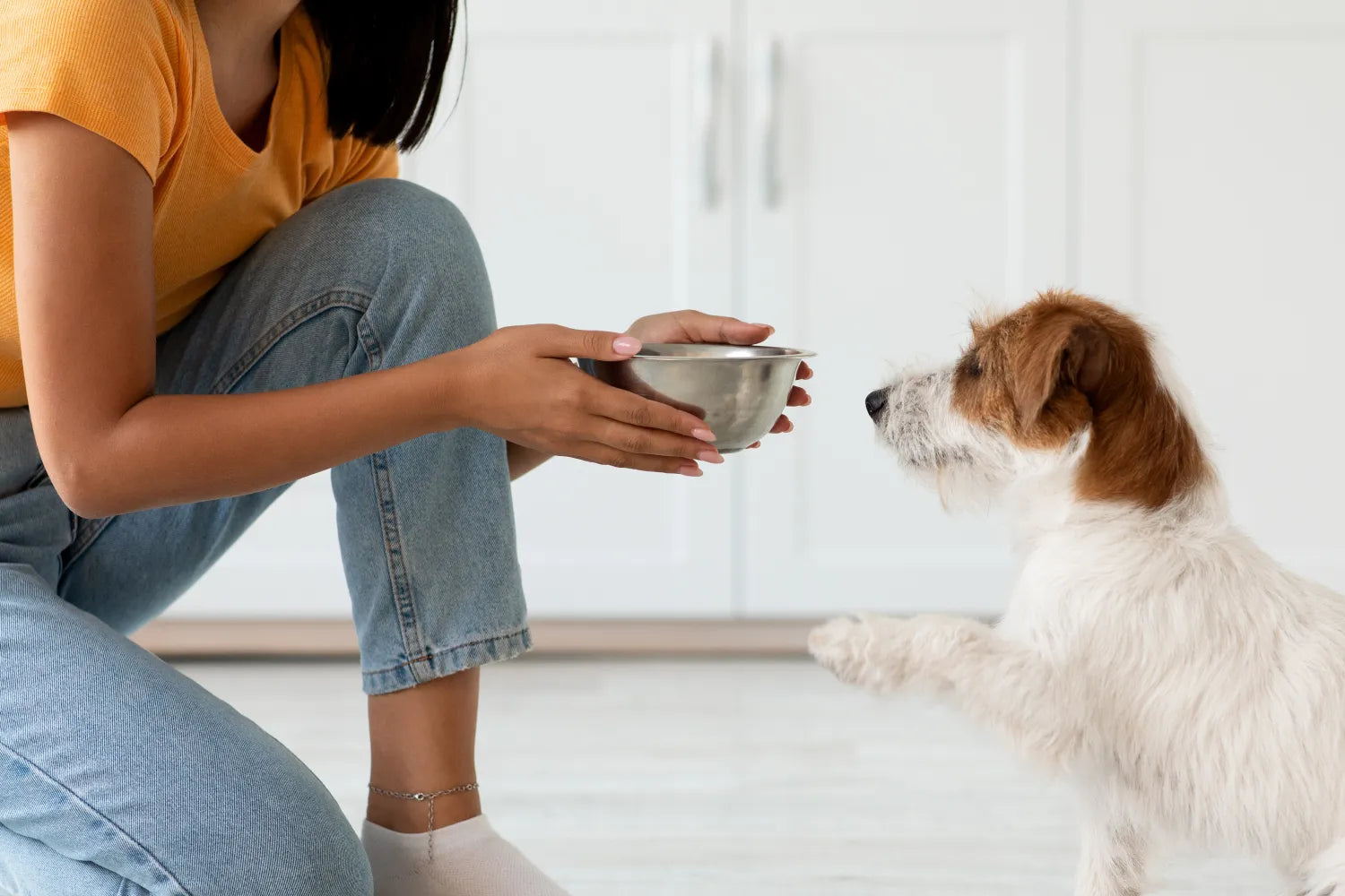 Tasty Dog Food Recipes for Every Breed and Age